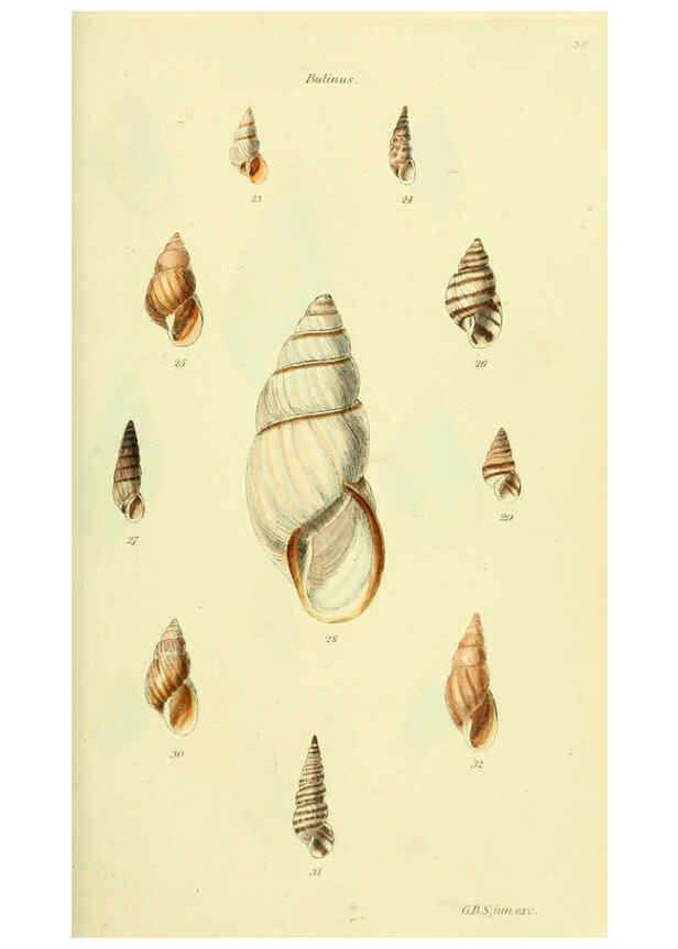 Reproducción/Reproduction 5977931191: The conchological illustrations or, Coloured figures of all the hitherto unfigured recent shells London :[s.n.] ;1832