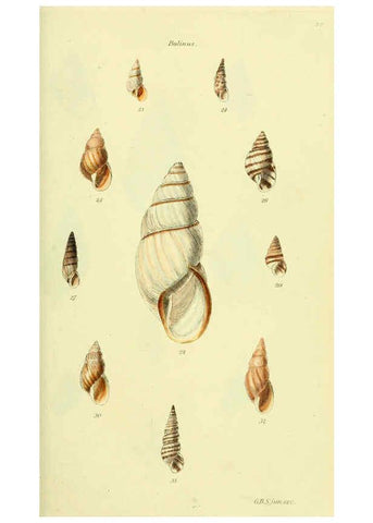 Reproducción/Reproduction 5977931191: The conchological illustrations or, Coloured figures of all the hitherto unfigured recent shells London :[s.n.] ;1832