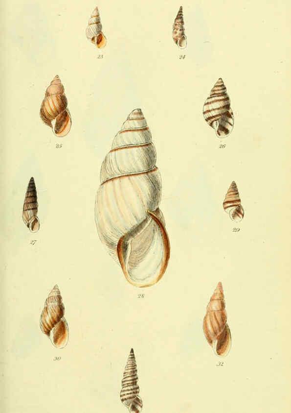 Reproducción/Reproduction 5977931191: The conchological illustrations or, Coloured figures of all the hitherto unfigured recent shells London :[s.n.] ;1832