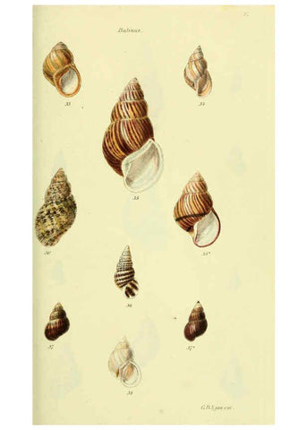 Reproducción/Reproduction 5977934521: The conchological illustrations or, Coloured figures of all the hitherto unfigured recent shells London :[s.n.] ;1832