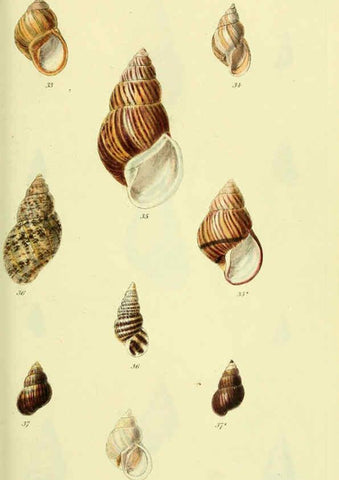 Reproducción/Reproduction 5977934521: The conchological illustrations or, Coloured figures of all the hitherto unfigured recent shells London :[s.n.] ;1832