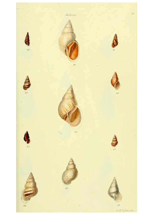 Reproducción/Reproduction 5977934847: The conchological illustrations or, Coloured figures of all the hitherto unfigured recent shells London :[s.n.] ;1832