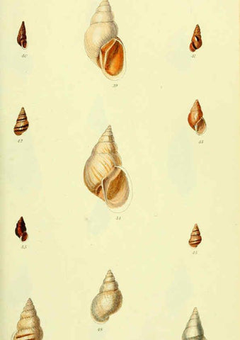 Reproducción/Reproduction 5977934847: The conchological illustrations or, Coloured figures of all the hitherto unfigured recent shells London :[s.n.] ;1832
