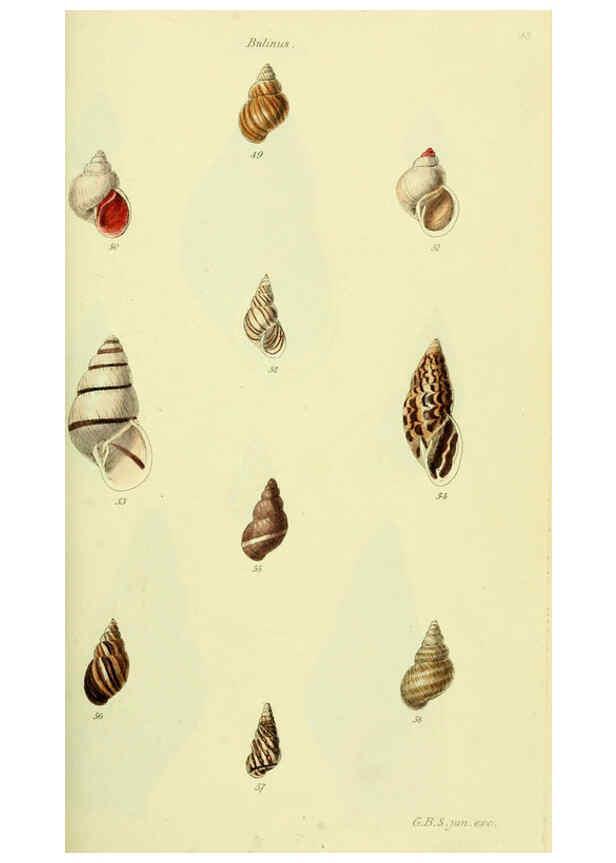 Reproducción/Reproduction 5977935087: The conchological illustrations or, Coloured figures of all the hitherto unfigured recent shells London :[s.n.] ;1832