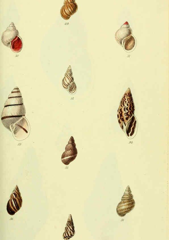 Reproducción/Reproduction 5977935087: The conchological illustrations or, Coloured figures of all the hitherto unfigured recent shells London :[s.n.] ;1832