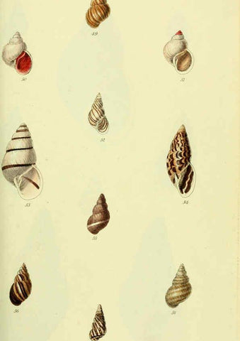 Reproducción/Reproduction 5977935087: The conchological illustrations or, Coloured figures of all the hitherto unfigured recent shells London :[s.n.] ;1832