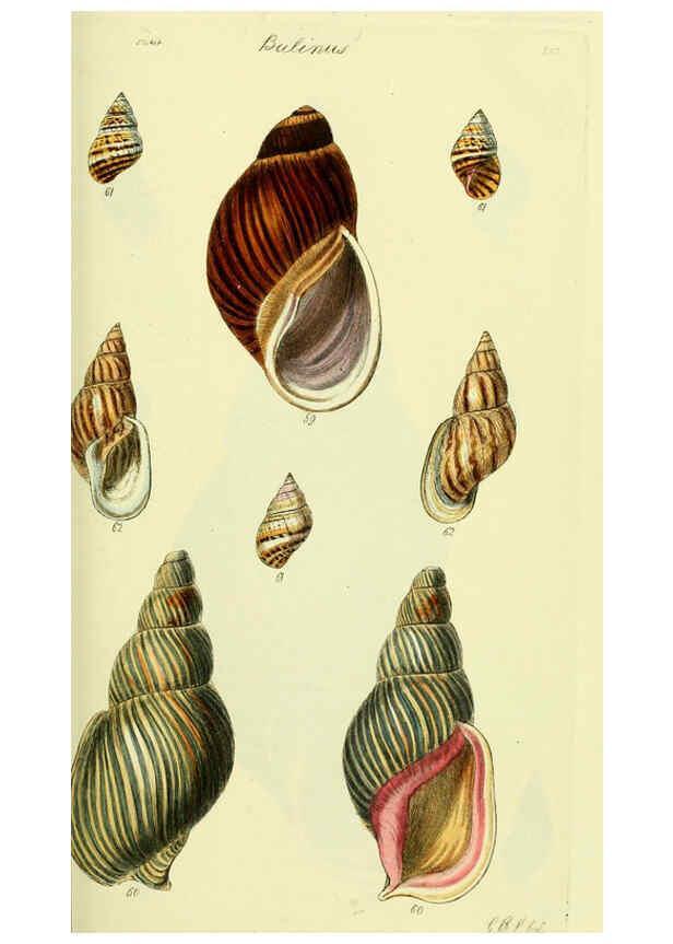Reproducción/Reproduction 5977935409: The conchological illustrations or, Coloured figures of all the hitherto unfigured recent shells London :[s.n.] ;1832