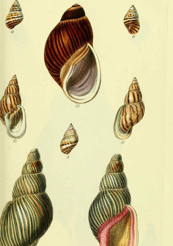 Reproducción/Reproduction 5977935409: The conchological illustrations or, Coloured figures of all the hitherto unfigured recent shells London :[s.n.] ;1832