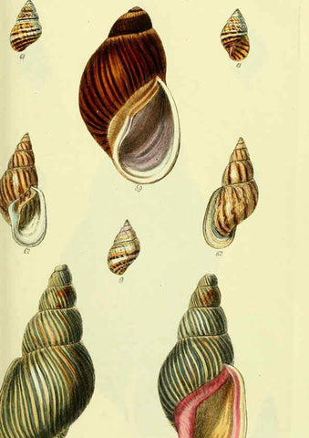 Reproducción/Reproduction 5977935409: The conchological illustrations or, Coloured figures of all the hitherto unfigured recent shells London :[s.n.] ;1832