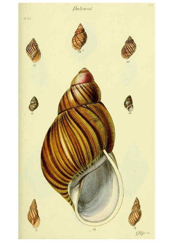 Reproducción/Reproduction 5978494086: The conchological illustrations or, Coloured figures of all the hitherto unfigured recent shells London :[s.n.] ;1832