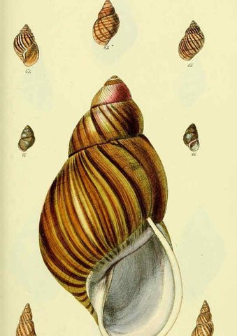 Reproducción/Reproduction 5978494086: The conchological illustrations or, Coloured figures of all the hitherto unfigured recent shells London :[s.n.] ;1832
