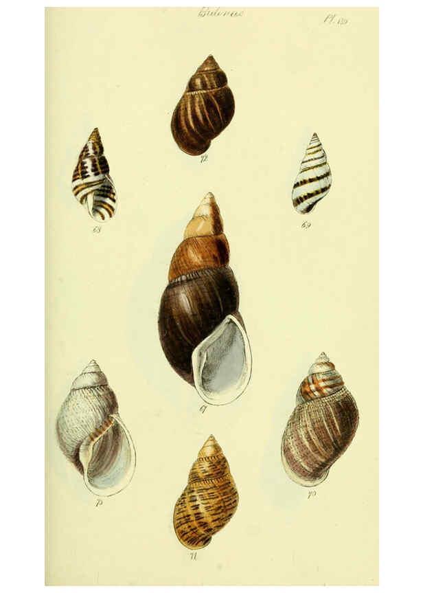 Reproducción/Reproduction 5977936039: The conchological illustrations or, Coloured figures of all the hitherto unfigured recent shells London :[s.n.] ;1832