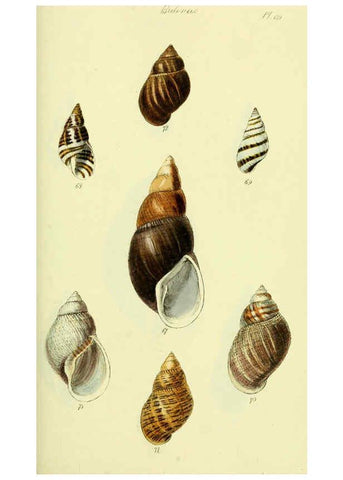 Reproducción/Reproduction 5977936039: The conchological illustrations or, Coloured figures of all the hitherto unfigured recent shells London :[s.n.] ;1832