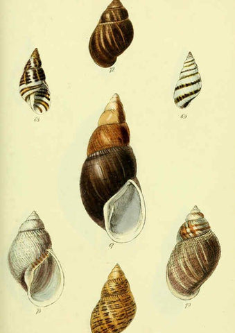 Reproducción/Reproduction 5977936039: The conchological illustrations or, Coloured figures of all the hitherto unfigured recent shells London :[s.n.] ;1832