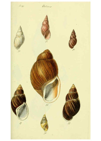 Reproducción/Reproduction 5978494648: The conchological illustrations or, Coloured figures of all the hitherto unfigured recent shells London :[s.n.] ;1832