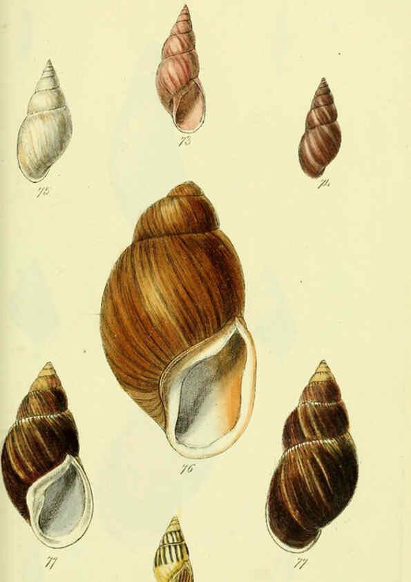 Reproducción/Reproduction 5978494648: The conchological illustrations or, Coloured figures of all the hitherto unfigured recent shells London :[s.n.] ;1832