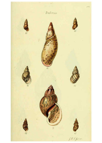 Reproducción/Reproduction 5977936875: The conchological illustrations or, Coloured figures of all the hitherto unfigured recent shells London :[s.n.] ;1832