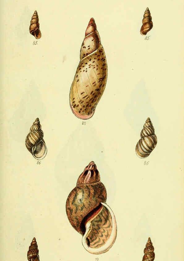 Reproducción/Reproduction 5977936875: The conchological illustrations or, Coloured figures of all the hitherto unfigured recent shells London :[s.n.] ;1832