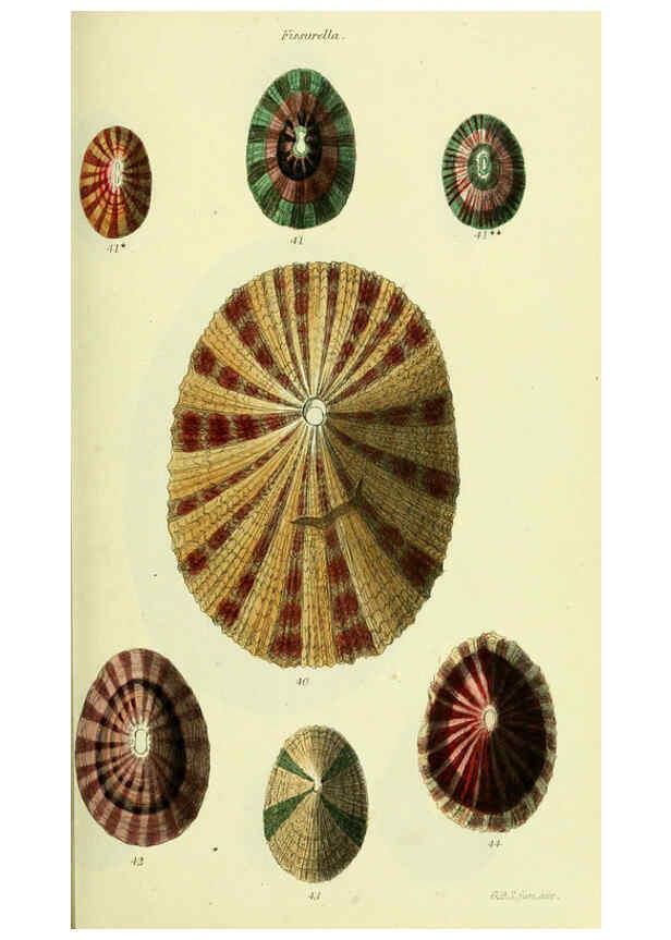Reproducción/Reproduction 5978485974: The conchological illustrations or, Coloured figures of all the hitherto unfigured recent shells London :[s.n.] ;1832