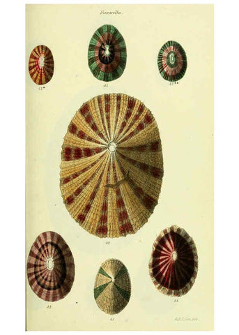 Reproducción/Reproduction 5978485974: The conchological illustrations or, Coloured figures of all the hitherto unfigured recent shells London :[s.n.] ;1832