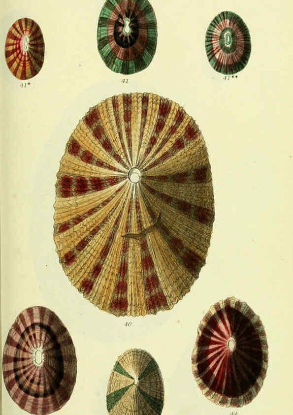 Reproducción/Reproduction 5978485974: The conchological illustrations or, Coloured figures of all the hitherto unfigured recent shells London :[s.n.] ;1832