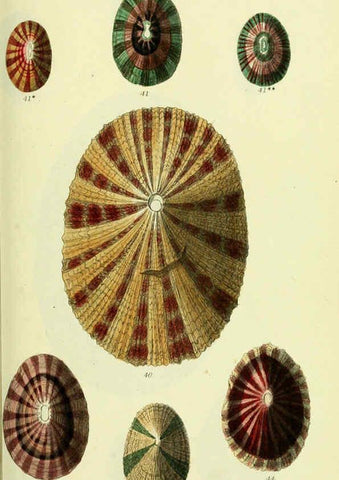 Reproducción/Reproduction 5978485974: The conchological illustrations or, Coloured figures of all the hitherto unfigured recent shells London :[s.n.] ;1832