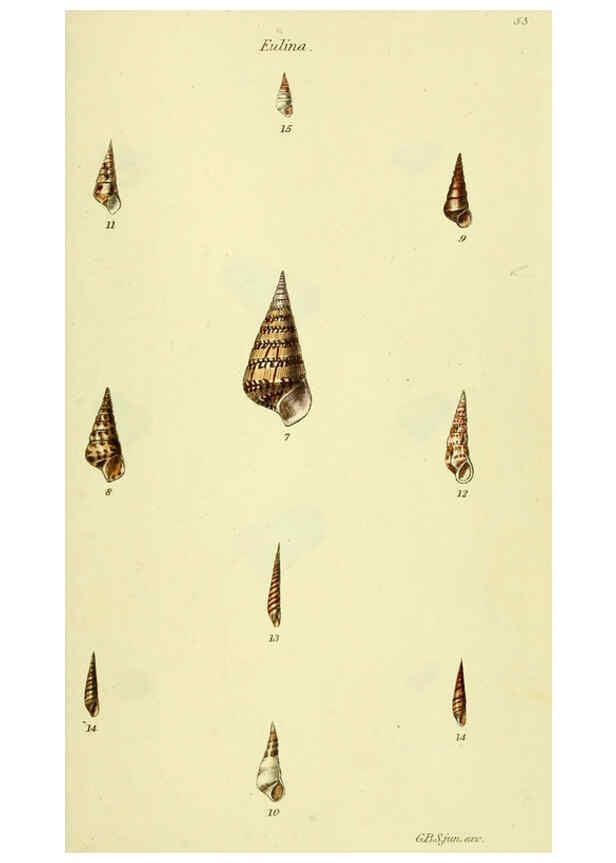 Reproducción/Reproduction 5977945991: The conchological illustrations or, Coloured figures of all the hitherto unfigured recent shells London :[s.n.] ;1832