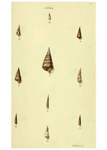 Reproducción/Reproduction 5977945991: The conchological illustrations or, Coloured figures of all the hitherto unfigured recent shells London :[s.n.] ;1832