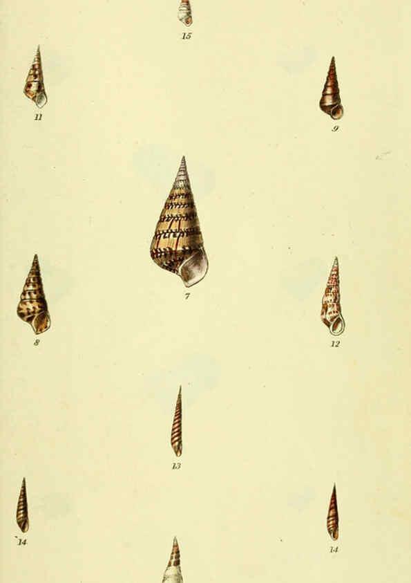 Reproducción/Reproduction 5977945991: The conchological illustrations or, Coloured figures of all the hitherto unfigured recent shells London :[s.n.] ;1832