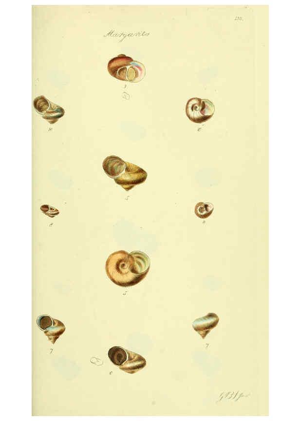 Reproducción/Reproduction 5977946605: The conchological illustrations or, Coloured figures of all the hitherto unfigured recent shells London :[s.n.] ;1832