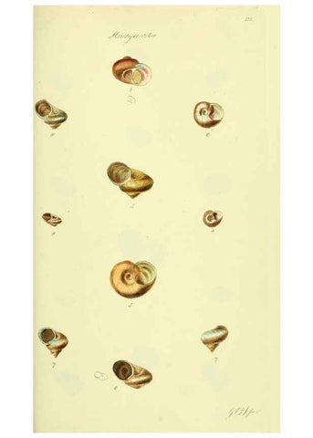 Reproducción/Reproduction 5977946605: The conchological illustrations or, Coloured figures of all the hitherto unfigured recent shells London :[s.n.] ;1832