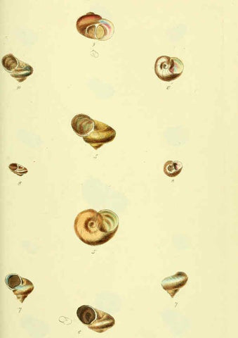 Reproducción/Reproduction 5977946605: The conchological illustrations or, Coloured figures of all the hitherto unfigured recent shells London :[s.n.] ;1832