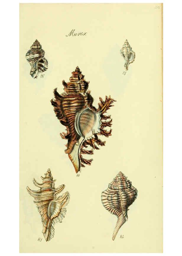 Reproducción/Reproduction 5978521584: The conchological illustrations or, Coloured figures of all the hitherto unfigured recent shells London :[s.n.] ;1832