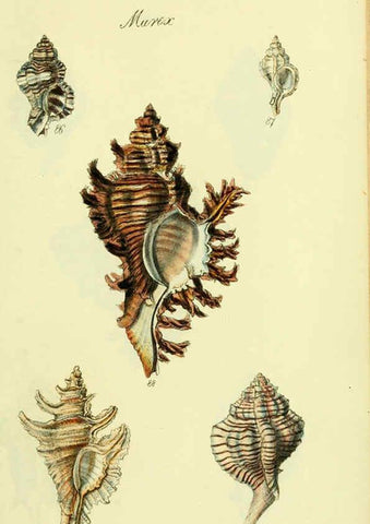 Reproducción/Reproduction 5978521584: The conchological illustrations or, Coloured figures of all the hitherto unfigured recent shells London :[s.n.] ;1832