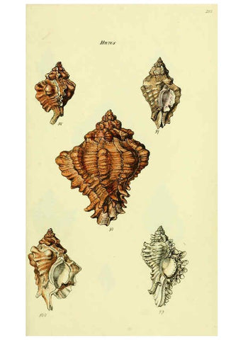 Reproducción/Reproduction 5977962839: The conchological illustrations or, Coloured figures of all the hitherto unfigured recent shells London :[s.n.] ;1832
