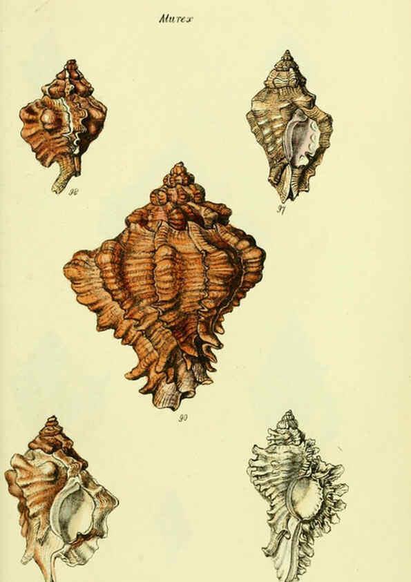 Reproducción/Reproduction 5977962839: The conchological illustrations or, Coloured figures of all the hitherto unfigured recent shells London :[s.n.] ;1832