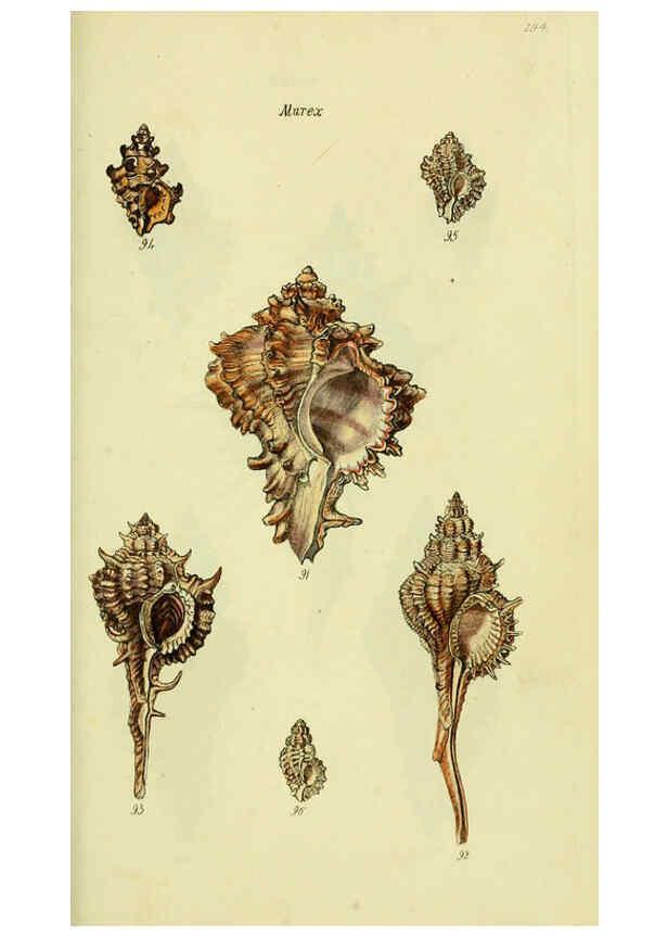 Reproducción/Reproduction 5977963231: The conchological illustrations or, Coloured figures of all the hitherto unfigured recent shells London :[s.n.] ;1832