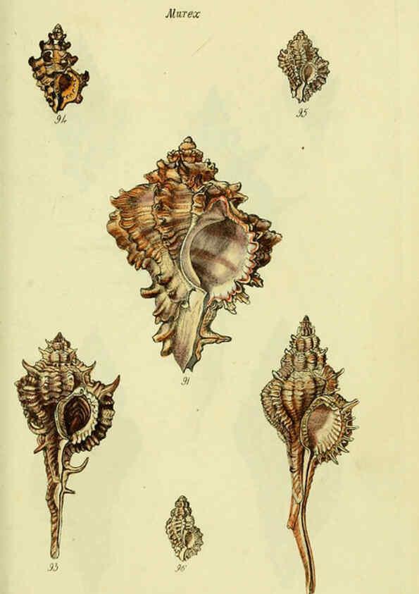 Reproducción/Reproduction 5977963231: The conchological illustrations or, Coloured figures of all the hitherto unfigured recent shells London :[s.n.] ;1832