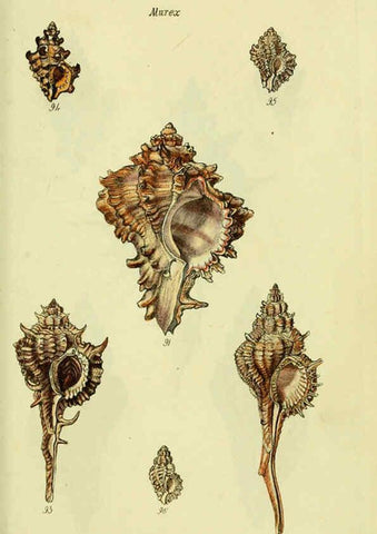 Reproducción/Reproduction 5977963231: The conchological illustrations or, Coloured figures of all the hitherto unfigured recent shells London :[s.n.] ;1832