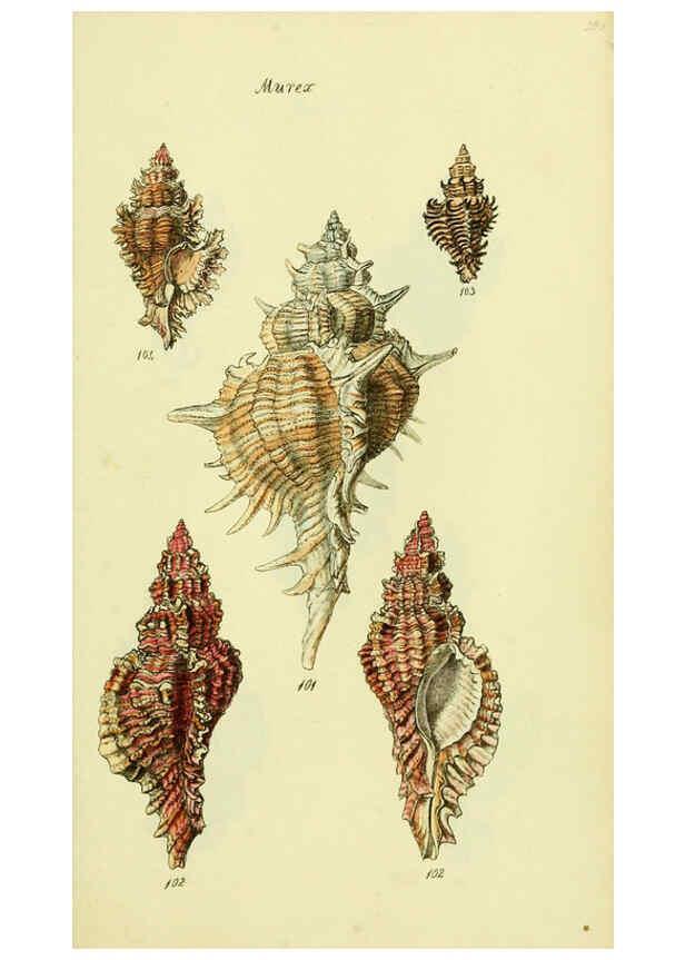 Reproducción/Reproduction 5978522744: The conchological illustrations or, Coloured figures of all the hitherto unfigured recent shells London :[s.n.] ;1832
