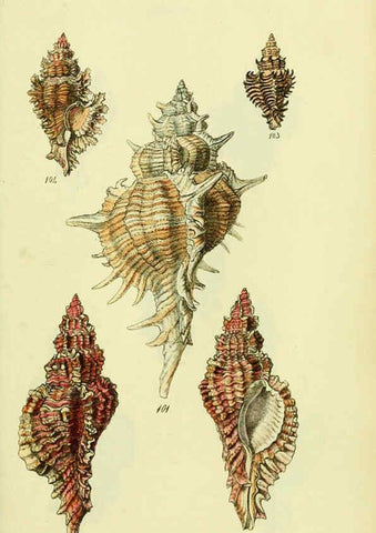 Reproducción/Reproduction 5978522744: The conchological illustrations or, Coloured figures of all the hitherto unfigured recent shells London :[s.n.] ;1832