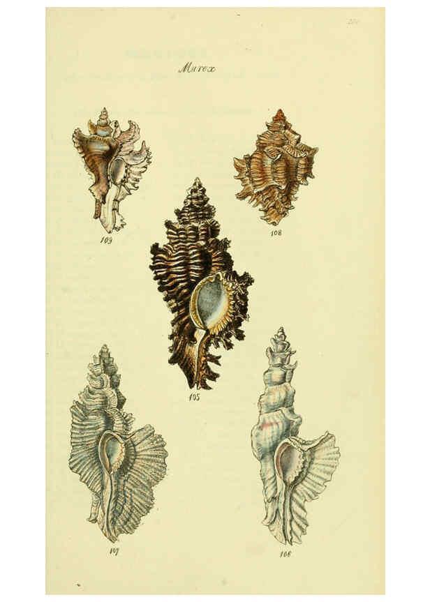 Reproducción/Reproduction 5978523022: The conchological illustrations or, Coloured figures of all the hitherto unfigured recent shells London :[s.n.] ;1832