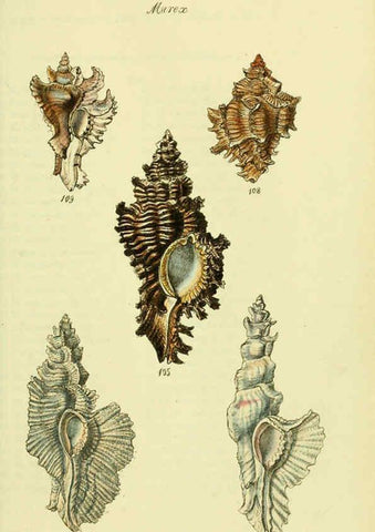 Reproducción/Reproduction 5978523022: The conchological illustrations or, Coloured figures of all the hitherto unfigured recent shells London :[s.n.] ;1832