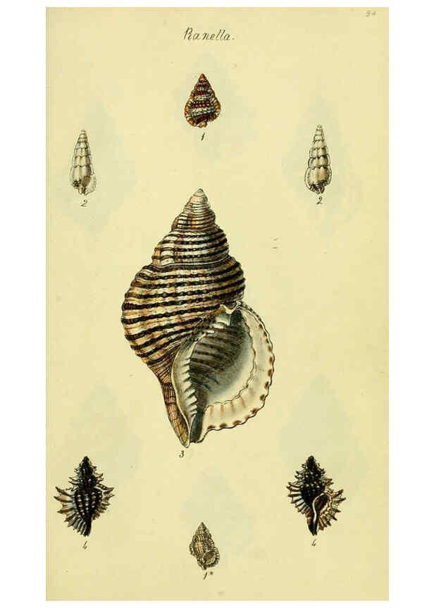 Reproducción/Reproduction 5977964457: The conchological illustrations or, Coloured figures of all the hitherto unfigured recent shells London :[s.n.] ;1832