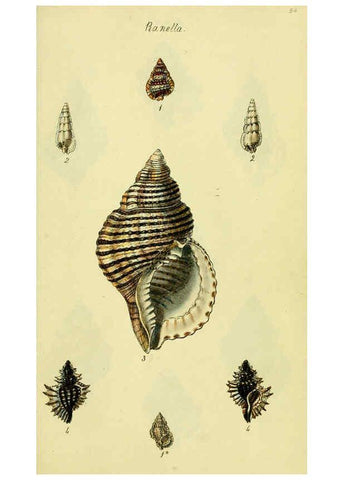 Reproducción/Reproduction 5977964457: The conchological illustrations or, Coloured figures of all the hitherto unfigured recent shells London :[s.n.] ;1832