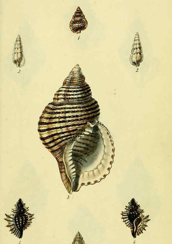 Reproducción/Reproduction 5977964457: The conchological illustrations or, Coloured figures of all the hitherto unfigured recent shells London :[s.n.] ;1832