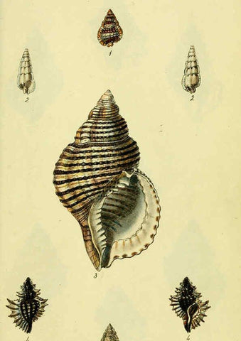 Reproducción/Reproduction 5977964457: The conchological illustrations or, Coloured figures of all the hitherto unfigured recent shells London :[s.n.] ;1832