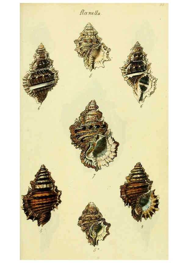 Reproducción/Reproduction 5977964763: The conchological illustrations or, Coloured figures of all the hitherto unfigured recent shells London :[s.n.] ;1832
