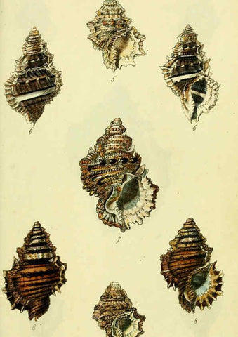 Reproducción/Reproduction 5977964763: The conchological illustrations or, Coloured figures of all the hitherto unfigured recent shells London :[s.n.] ;1832