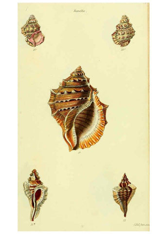 Reproducción/Reproduction 5978524320: The conchological illustrations or, Coloured figures of all the hitherto unfigured recent shells London :[s.n.] ;1832